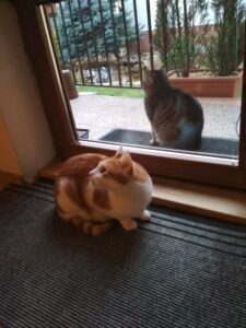 Mačka za oknom vie domácu mačku dosť vykolajiť